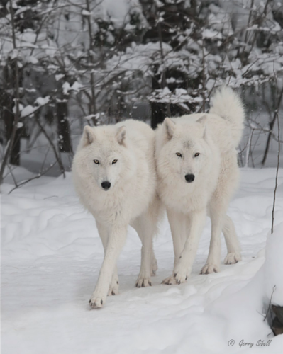 tumblr_m1ll89ySOG1rqt8s8o1_500