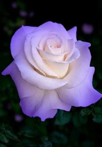 10:19:49 GMT-0600 (CST)