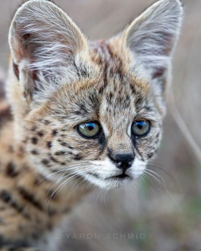 274760137_480079926900264_6347477964146160486_n