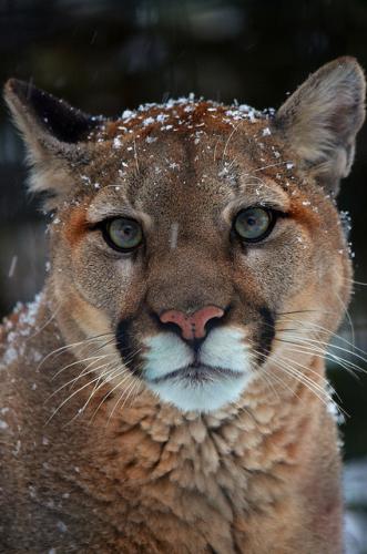 tumblr_mk9u0tQr4i1r09lako1_500