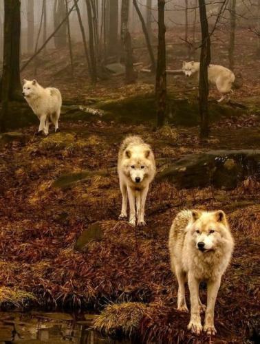 tumblr_241613cb7be14ce35297f0dc44dc73a9_f3728b97_540