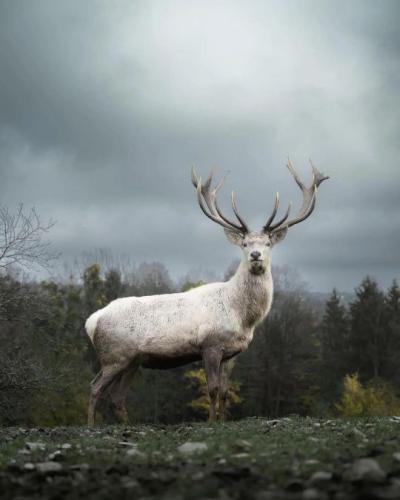 tumblr_cf2e8e79f50b1b7de5963cdf0858dc84_8bce61be_540