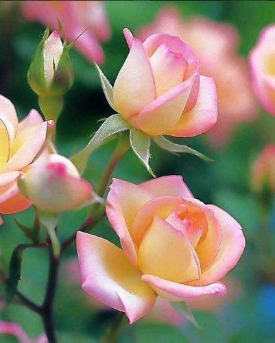 20:42:40 GMT-0600 (CST)