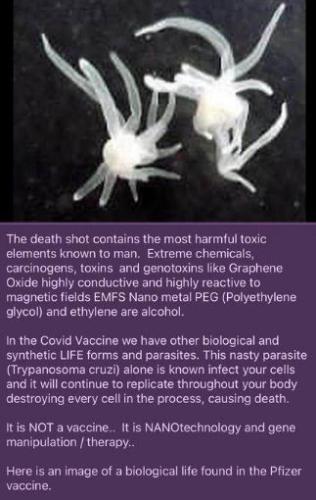 trypanosoma cruzi00
