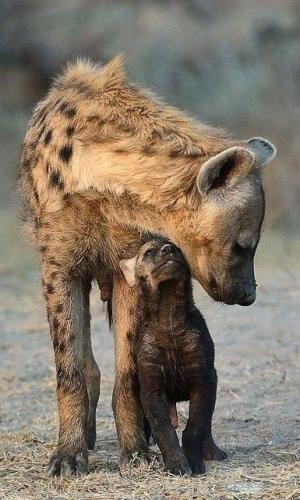 tumblr_dba045692edb5308c57392b9fb935161_38c7f5c8_500