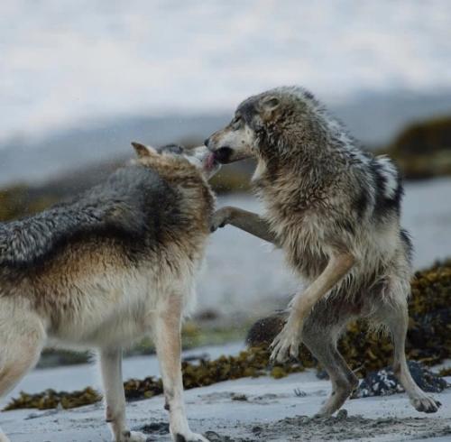 tumblr_4c86ce7f308efdd697dacc42fce8fca7_fccab616_540