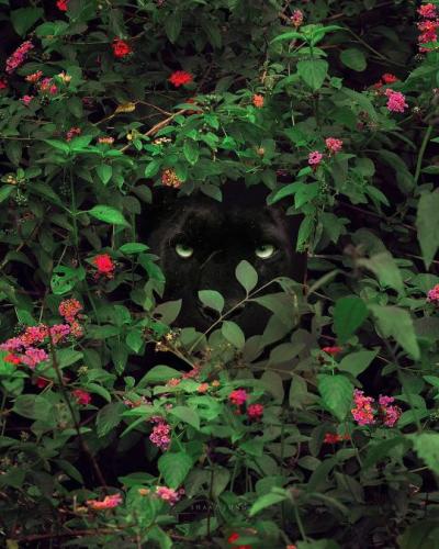 tumblr_62372cbb4da543ac569da044a2fa89a3_d82c00b6_540