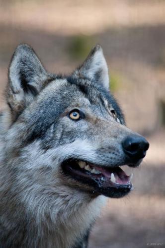 tumblr_655d7116d529d83c3a3ae0d7259fb711_5217a414_640