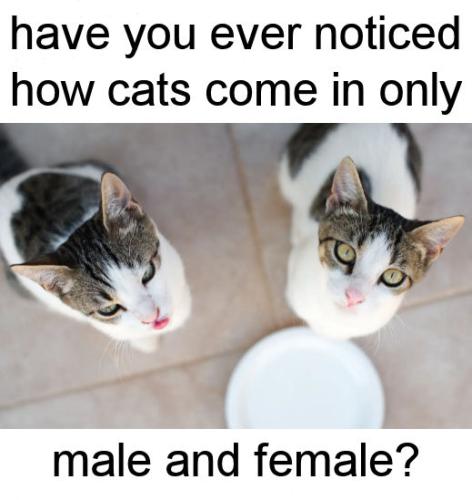 transgender144
