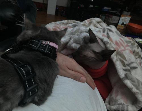 Kitty truce for location sitting