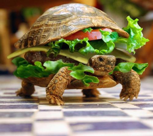 Cheese_Turtle_Burger-wallpaper-8839397