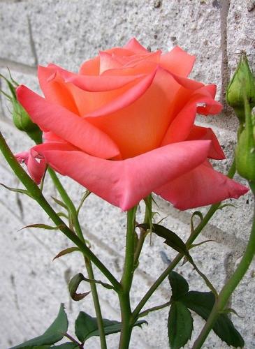 10:01:04 GMT-0600 (CST)