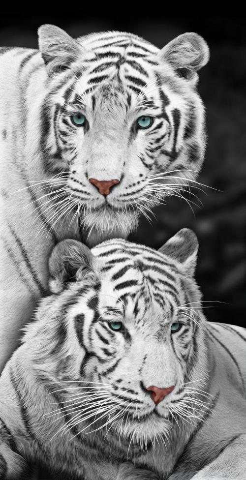 2108a72dcbfb775f08cff5860458a8de