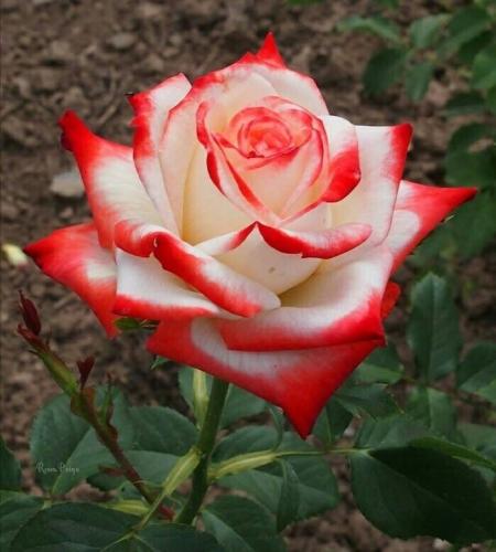 12:41:46 GMT-0600 (CST)