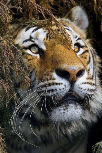 tumblr_nh72zptQ511tw2s34o1_500