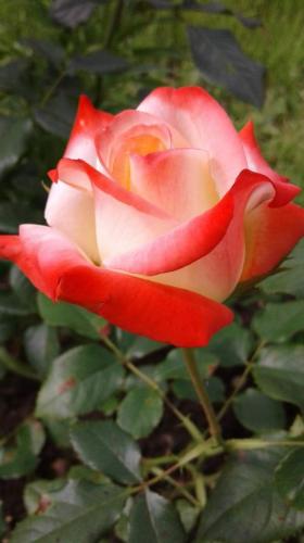 18:44:22 GMT-0600 (CST)