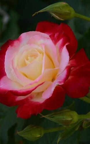 10:35:56 GMT-0600 (CST)