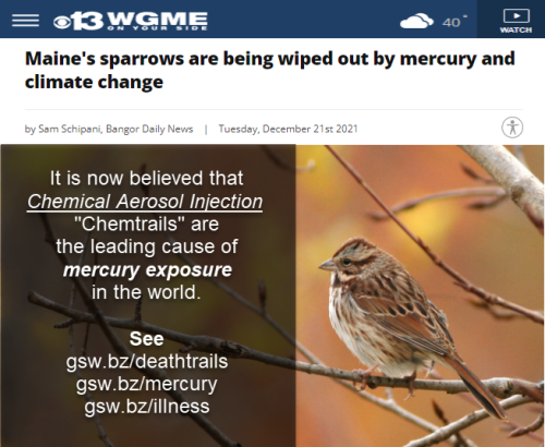 Maines-sparrows-are-being-wiped-out-by-mercury-and-climate-change,meme