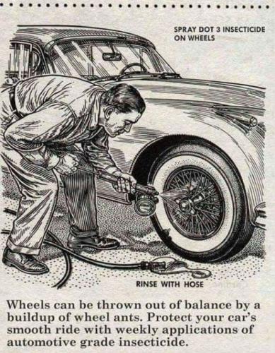 buildup of wheel ants