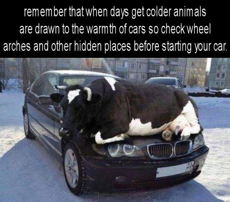 remember that when days get colder animals