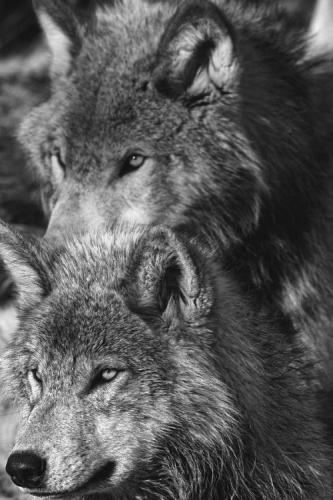 tumblr_bbf37a77f036555980ca2f56195e0b11_a66254dc_500