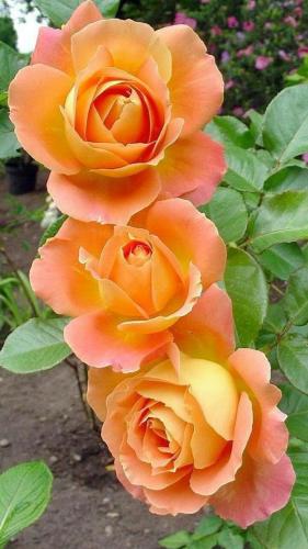 21:25:23 GMT-0600 (CST)