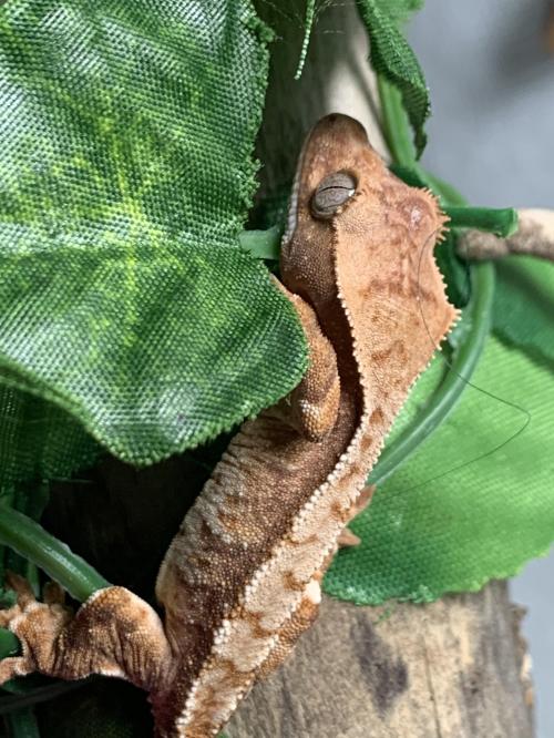 A8E95745-BC77-41F9-A24D-F54B591EFD0A