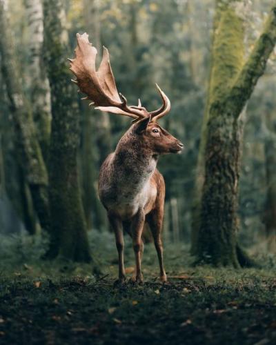 tumblr_209310392c67e3228ec44b6ef69cba03_4a3820a4_540