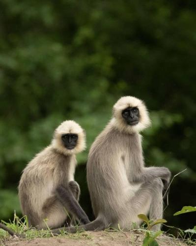 Langur couple