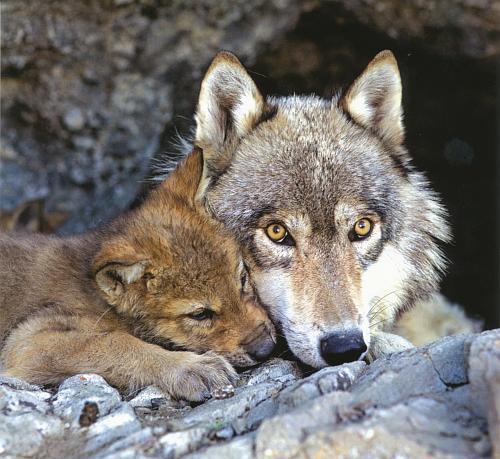 tumblr_mt934niPIY1sn21x4o1_500