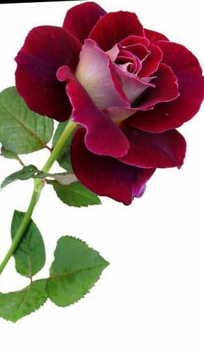 21:50:41 GMT-0600 (CST)