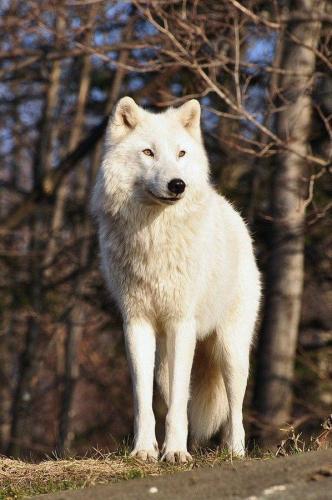 tumblr_419d79bedca5c3016305c617eb9982c8_c4b9e6f2_640