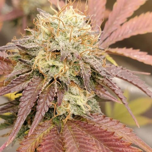 IMG_20220109_183955_370