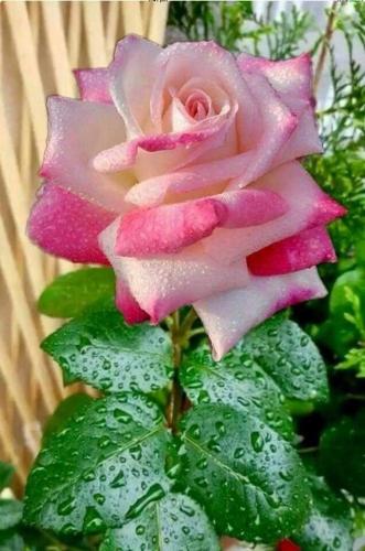 21:08:05 GMT-0600 (CST)