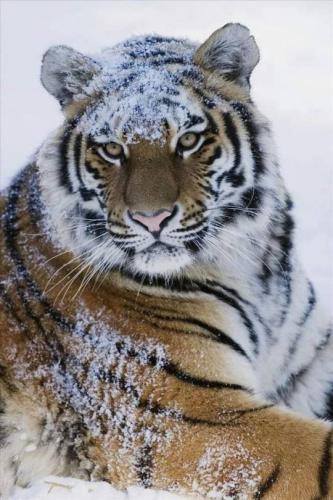 tumblr_674044a5a991ef0625ba00236094292a_599e28a0_540