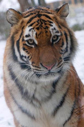 tumblr_mmwu96ivuV1ri4ix8o1_r3_540