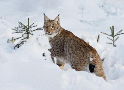 tumblr_3ae51c0f7e34a037b06b5dc361e9bf8f_24af23e9_540