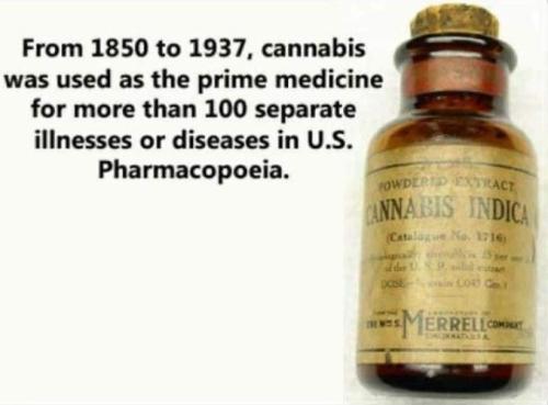 cannabis00