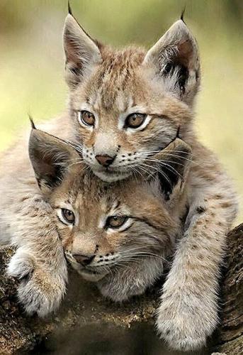 tumblr_nrbzs0aFBg1qat5pio1_500