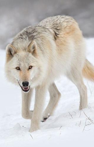 09:13:29 GMT-0600 (CST)