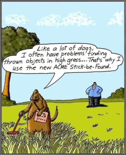 dogs21