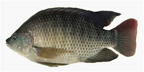 TILAPIA