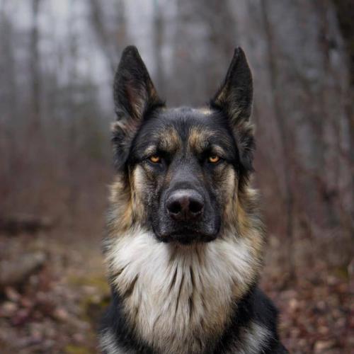 Beautiful Dark German Shepard