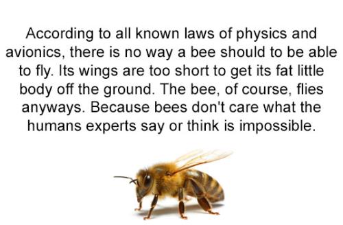 Bee