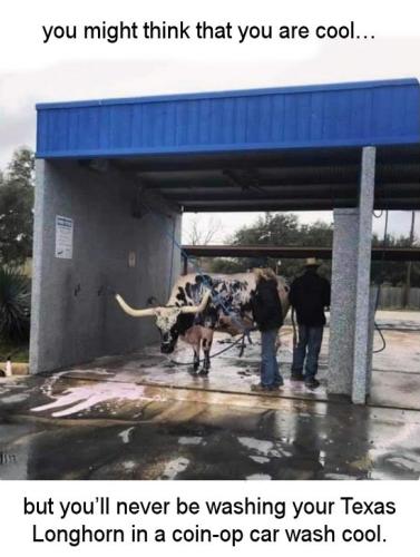 but youll never be washing your pet Texas Longhorn in a coin-op car wash cool