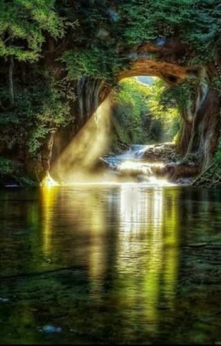 Light through forest stream path