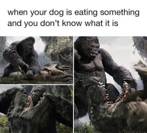 dog_eating_unknown_response