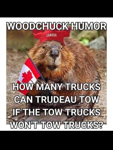 woodchuck