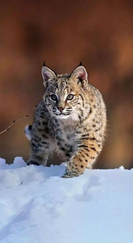 tumblr_fea63cf64a068981df68ba67156c9722_4f930008_1280