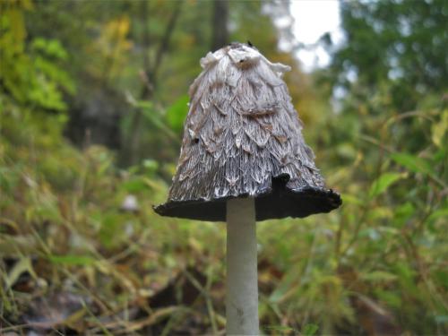 Shaggy Mane or Shaggy Ink Cap-Coprinus comatus (7)